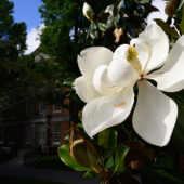 Magnolia flower