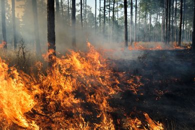 Forest fire