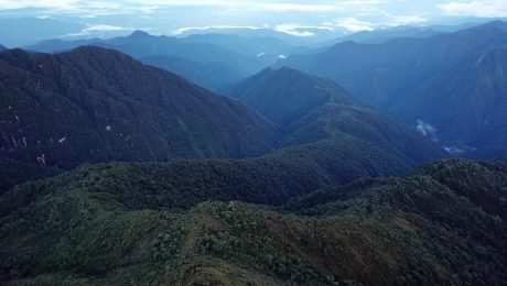 Photo of the Amazon Forest