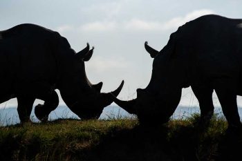 Rhino rescue: Economist is changing the conservation conversation