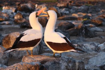 Female Galápagos seabirds have flings, and males seem OK with it
