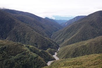 Tropical trees are fighting an uphill battle with climate change. And they’re losing.