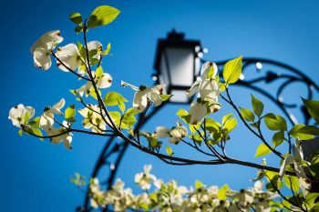 ‘The Pearl’ semester: Wake Forest in Charlotte