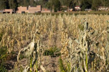 The cost of cold: New economics research links frozen crops to domestic violence