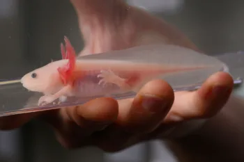 These salamanders may hold the key to human tissue and limb regeneration