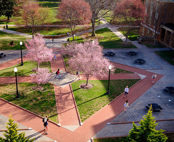 cherry blossom quad