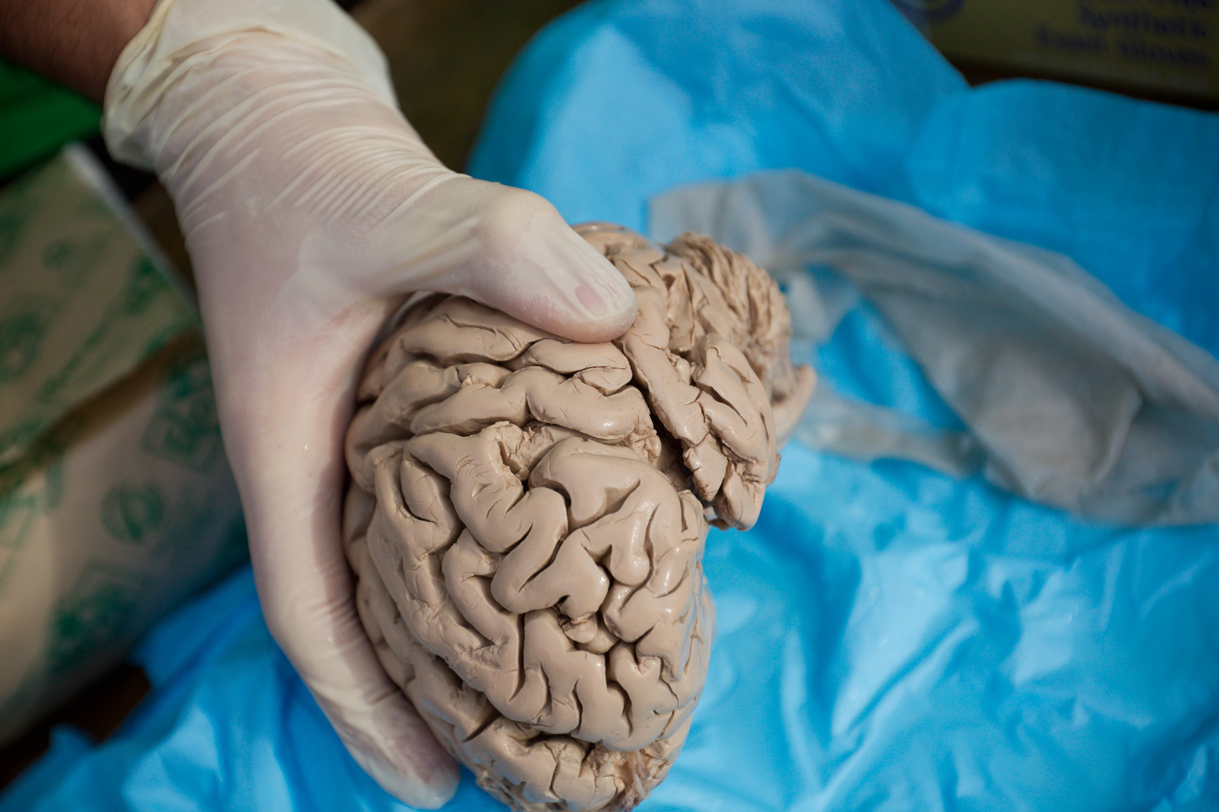 Wake Forest students participate in Project Pumpkin, a volunteer service project that brings children from local schools on campus for Halloween, on Hearn Plaza on Thursday, October 28, 2010. Greg Alberto ('11) gives anatomy lessons about the human brain.