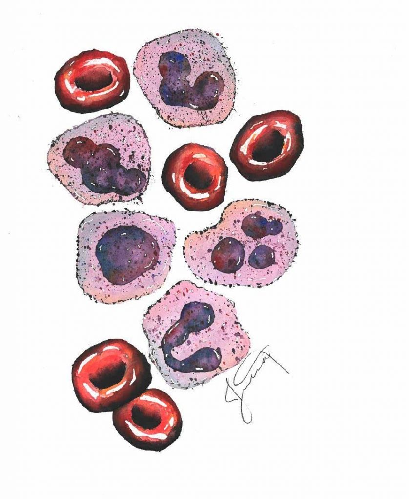 watercolor of red blood cells