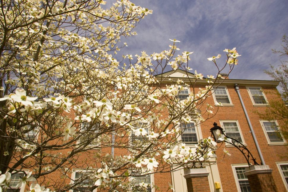 Huffman Residence Hall with blooming tree