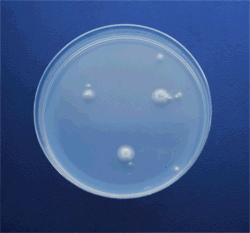 Mold Growing