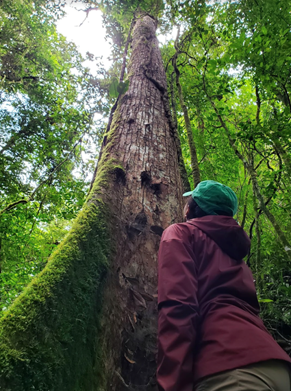 Dr. Lowman inspecting a tree at El Tigre Waterfalls.