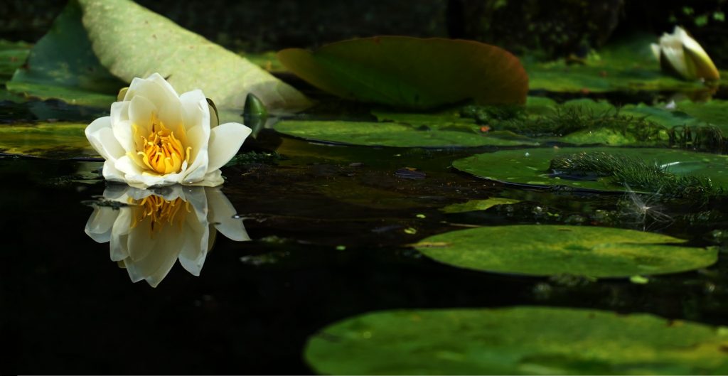 lily pads