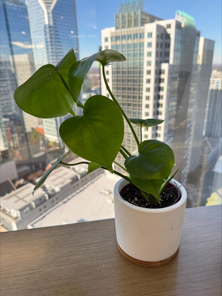 Potted plant on Magee's desk