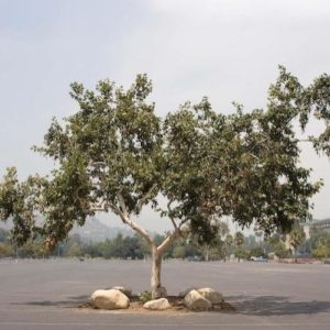 A tree in a parking lot