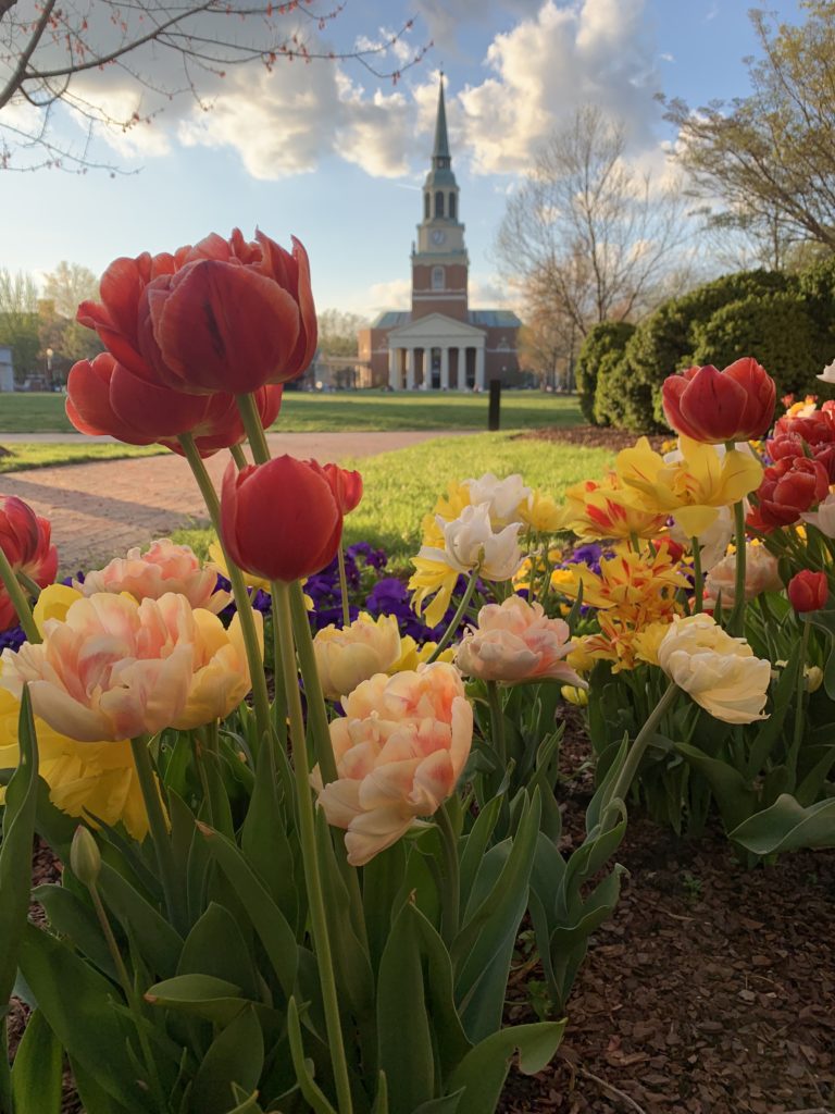 Wait Chapel with tulips blooming in the forefront.