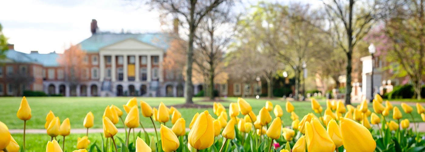 A photo of Reynolda Hall through yellow tulips blooming on campus.