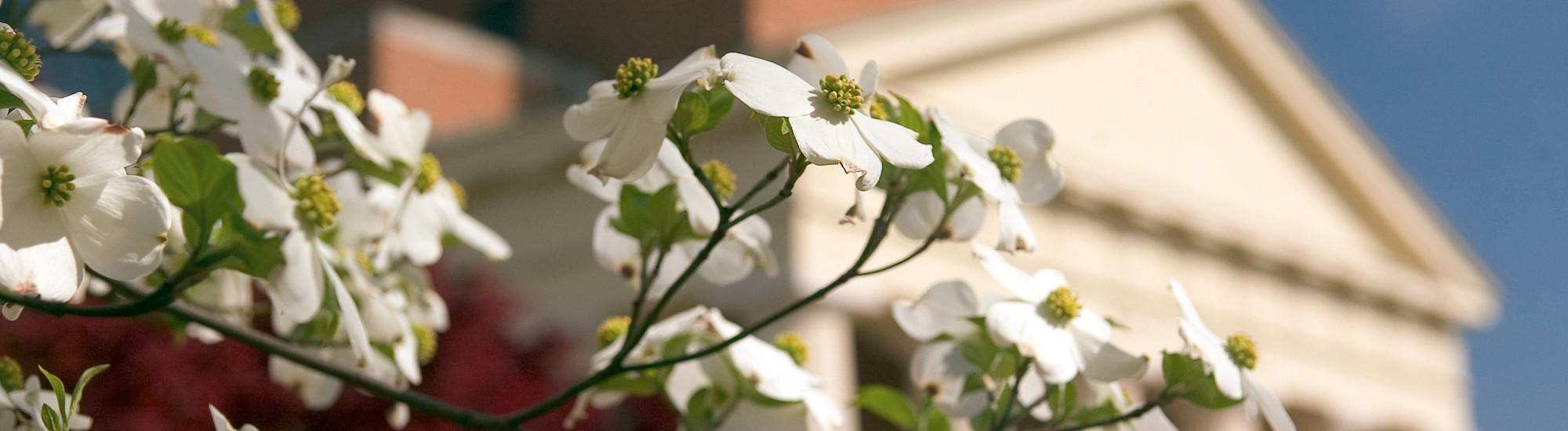 A dogwood tree frames Wait Chapel at the peak of spring bloom on the campus of Wake Forest University.