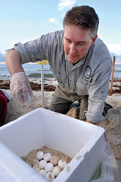 Man saves eggs on beach