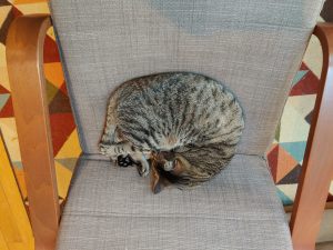 renton the cat