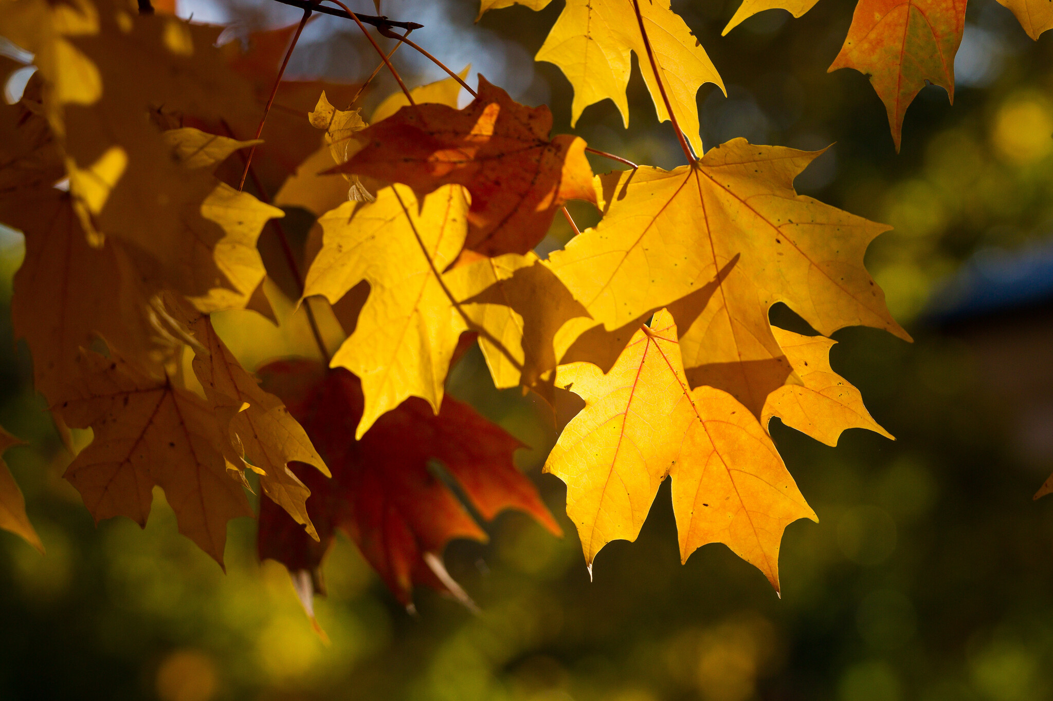 This image has an empty alt attribute; its file name is 20121022fall4454.jpg
Maple trees are ablaze with fall color on the campus of Wake Forest University, Monday, October 22, 2012.