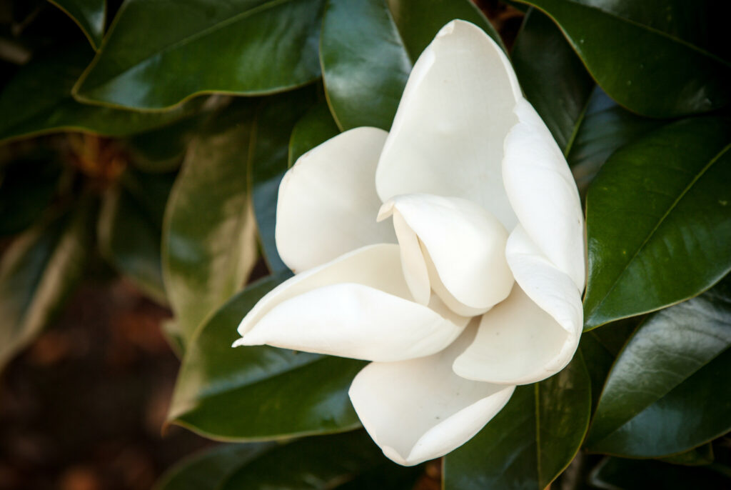 A magnolia tree blooms on Manchester Plaza (the Mag Quad) on Monday, June 10, 2013. These trees were grown from seedlings taken from the old campus when the university moved in 1956.