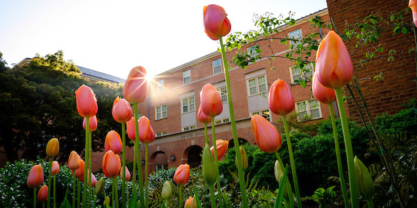 Tulips bloom outside South Residence Halls