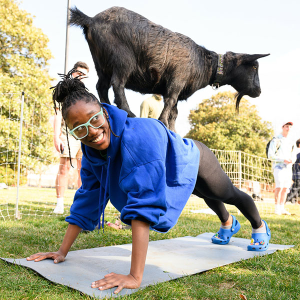 Wake Forest University students participate in Goat Yoga on Manchester Plaza.