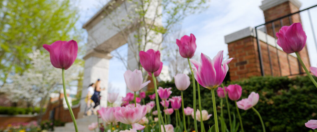 Tulips bloom by the Arch in front of Hearn Plaza