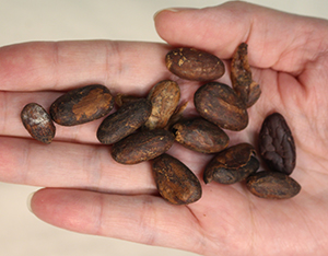 Cacao beans