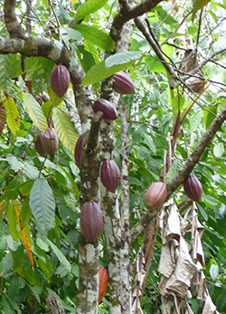 Cacao tree