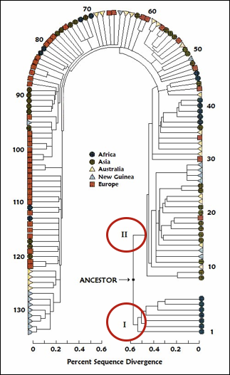 mtDNA chart