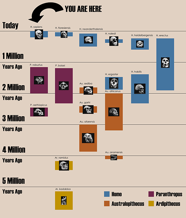 hominid evolution timeline