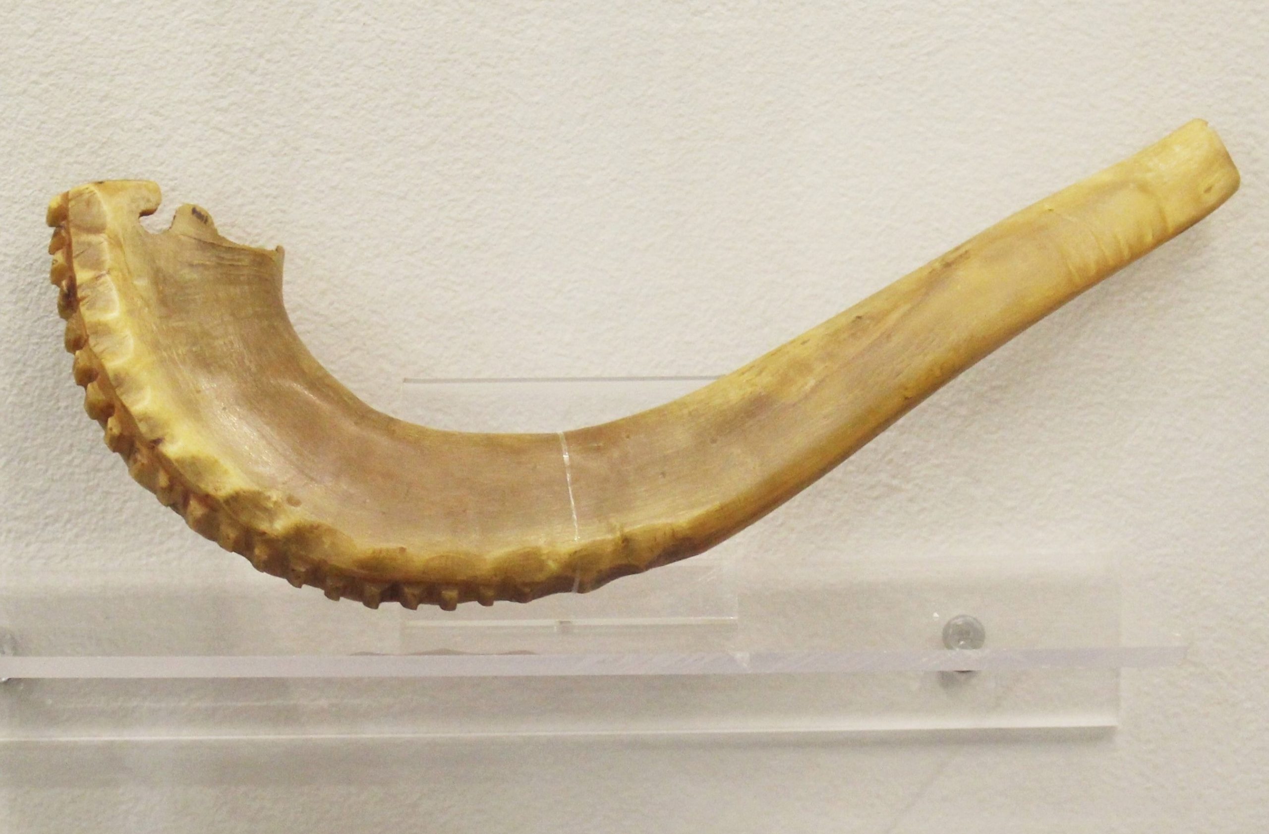 horn
