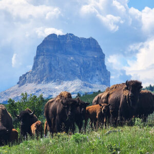 Poster image for Bring Them Home film with mountains and buffalo
