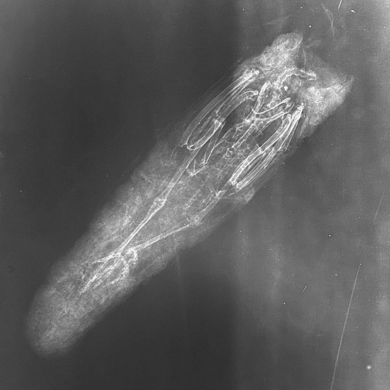 Xray of falcon mummy