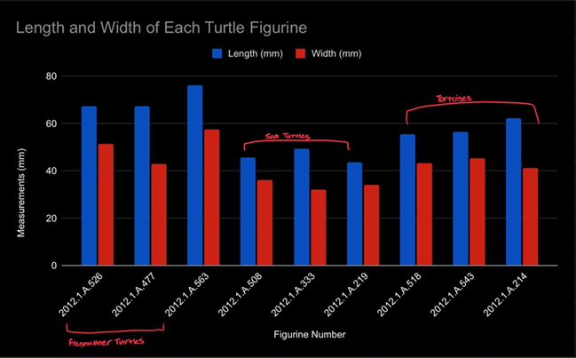 bar graph showing length and width of turtle figures