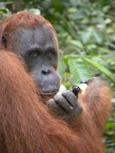 Orangutan in Tanjung Puting, a national park in Borneo. Did you know: orangutans make umbrellas from leaves when it rains and they make a new bed (called a night nest) every single night. 