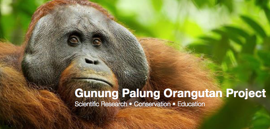 Turtles & orangutans: Wildlife conservation in Borneo I Intrepid Travel Blog