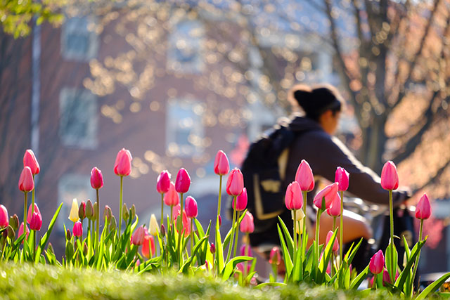 Tulips bloom in front of Davis Residence Hall