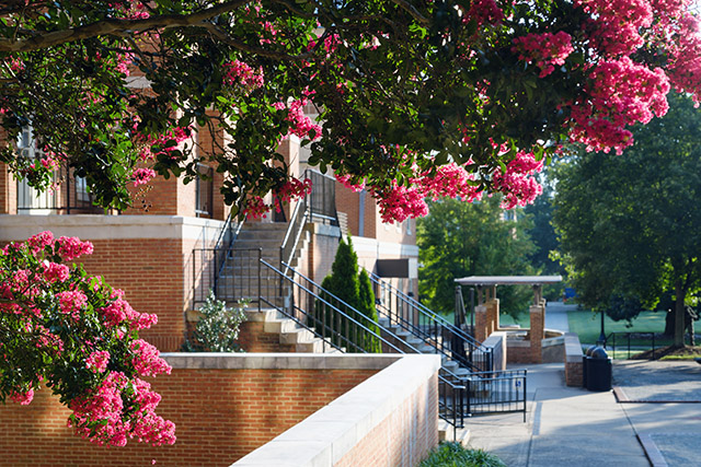 An early morning, late summer view of the Wake Forest campus on Wednesday, August 5, 2020. Crape myrtles bloom over Tribble Courtyard.