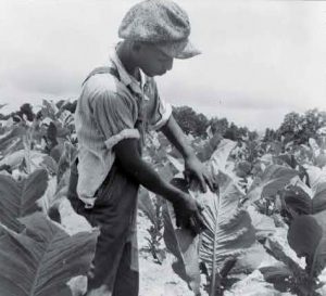 Black residents in the rural South had few options to make a living other than sharecropping or working tobacco. Dorothea Lange photographed this son of a sharecropper “worming” tobacco in Wake County, North Carolina, in 1939.