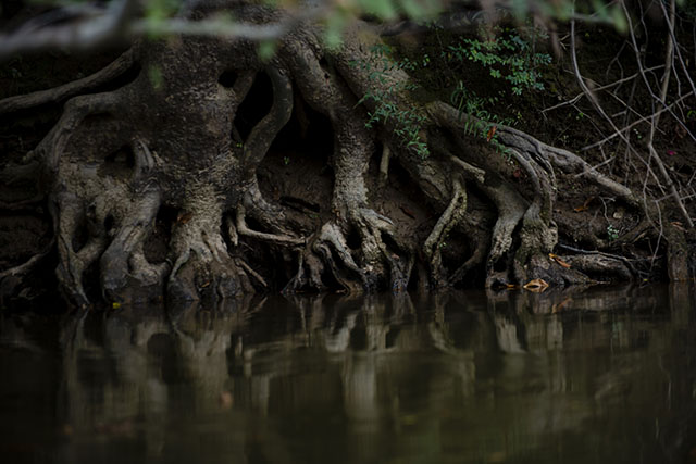 Yadkin River banks