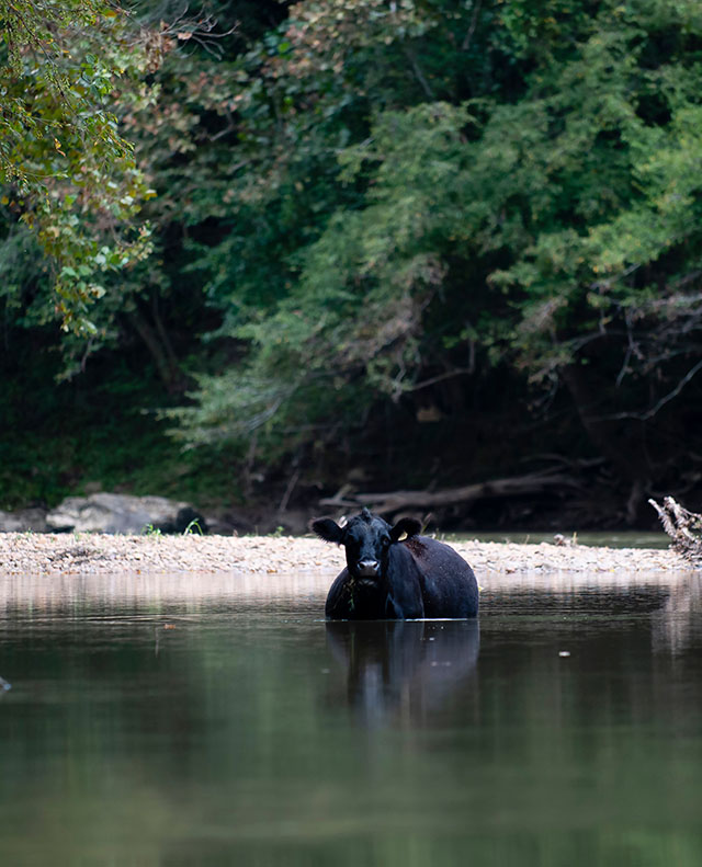 A cow on the Yadkin River