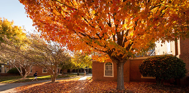 Wake Forest students walk to class past maple trees ablaze with fall color