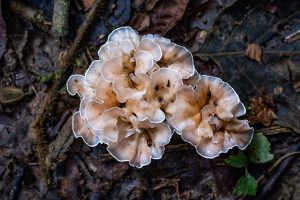 A ruffled mushroom in the ground