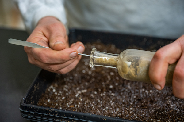 Frank Telewski removes seeds from a bottle in a lab