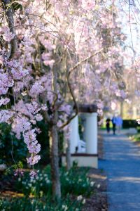 Cherry trees bloom at Reynolda gardens