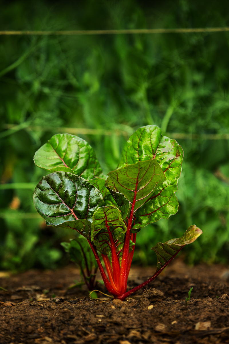Swiss chard growing from ground