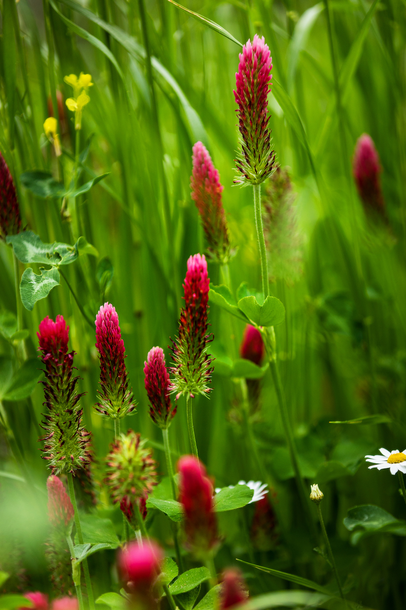 Bright magenta clover buds in campus garden