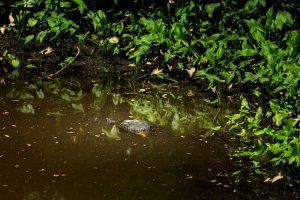 A turtle swimming in the waters of the Tohi Garden